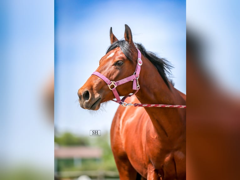 American Quarter Horse Gelding 3 years 14,1 hh Brown in Bruchk&#xF6;bel