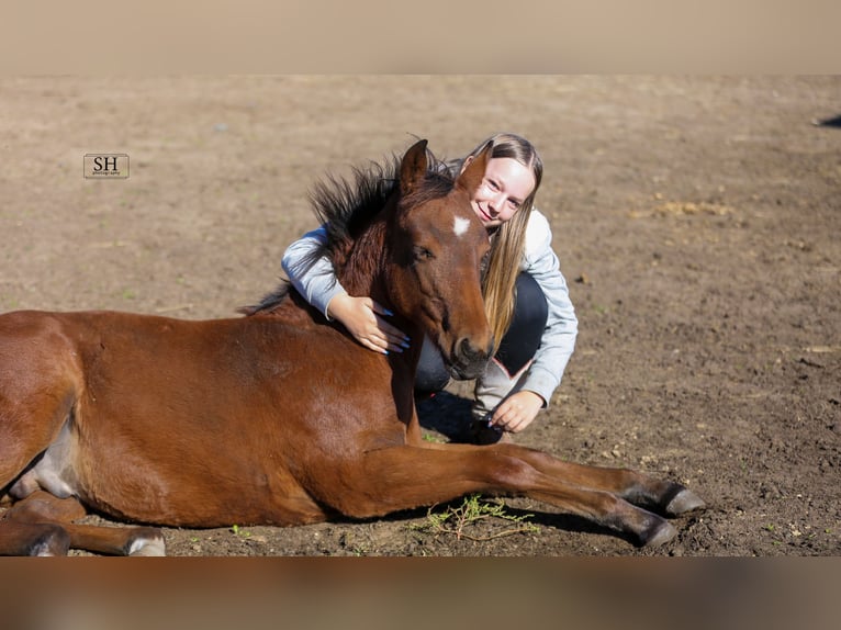 American Quarter Horse Gelding 3 years 14,1 hh Brown in Bruchk&#xF6;bel
