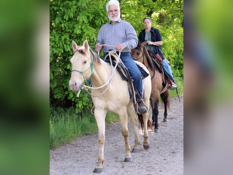 American Quarter Horse Gelding 3 years 14,1 hh Champagne in M&#xFC;glitztal