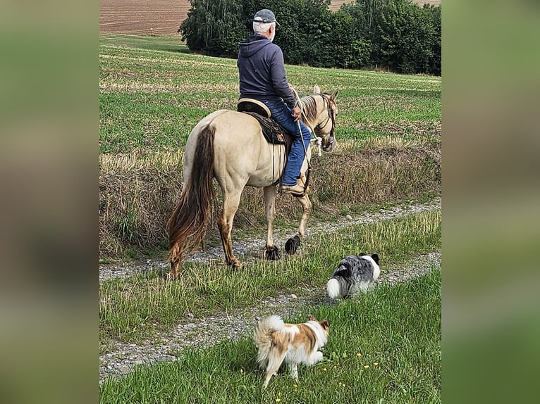 American Quarter Horse Gelding 3 years 14,1 hh Champagne in M&#xFC;glitztal
