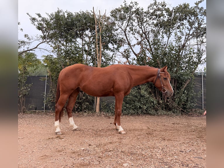 American Quarter Horse Gelding 3 years 14,1 hh Chestnut-Red in Follonica
