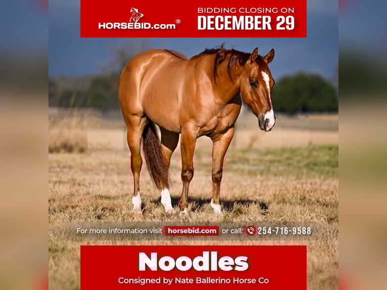 American Quarter Horse Gelding 3 years 14,1 hh Dun in Waco