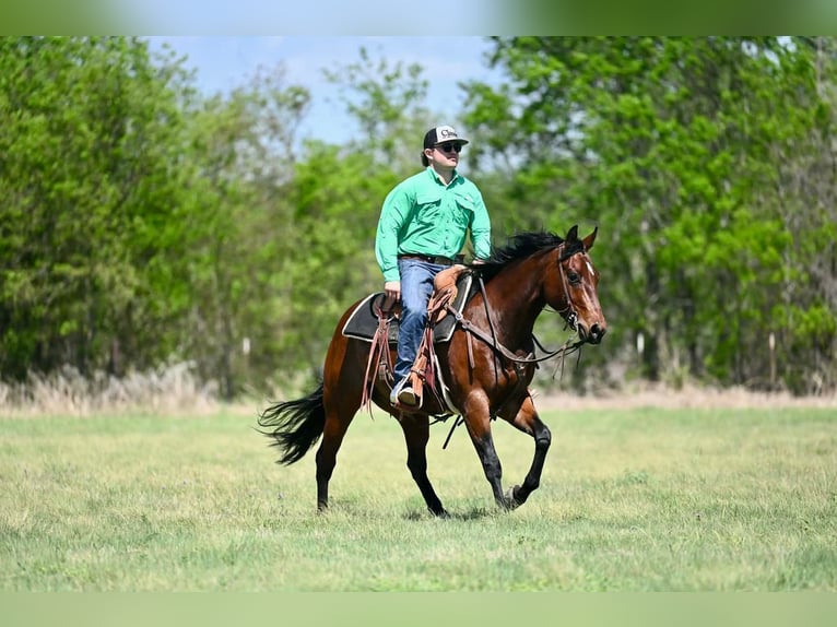 American Quarter Horse Gelding 3 years 14,2 hh Bay in Waco