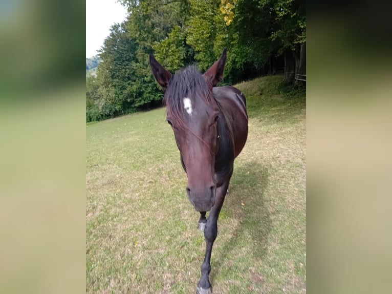 American Quarter Horse Gelding 3 years 14,2 hh Bay-Dark in Ternberg
