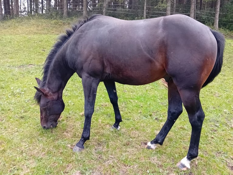 American Quarter Horse Gelding 3 years 14,2 hh Bay-Dark in Ternberg