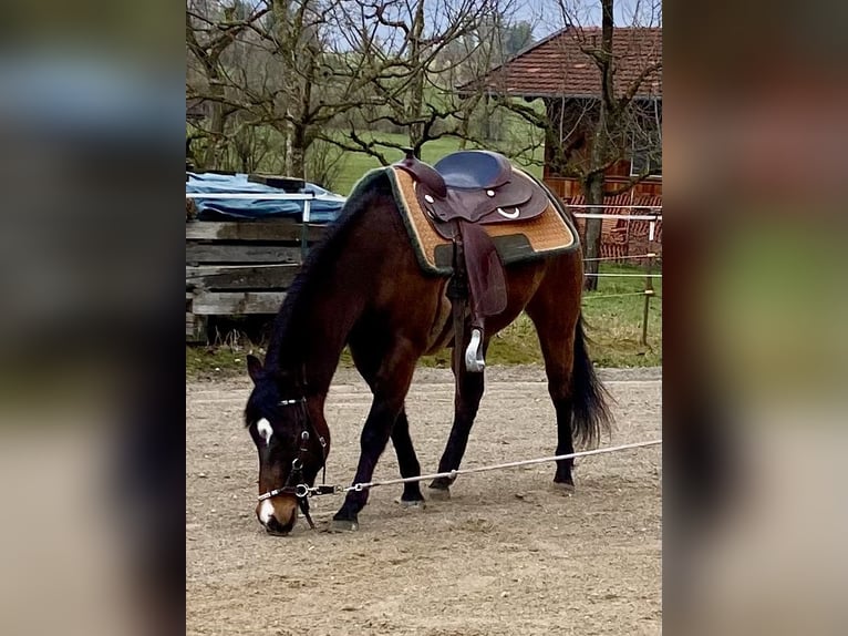 American Quarter Horse Gelding 3 years 14,2 hh Bay-Dark in Eglfing