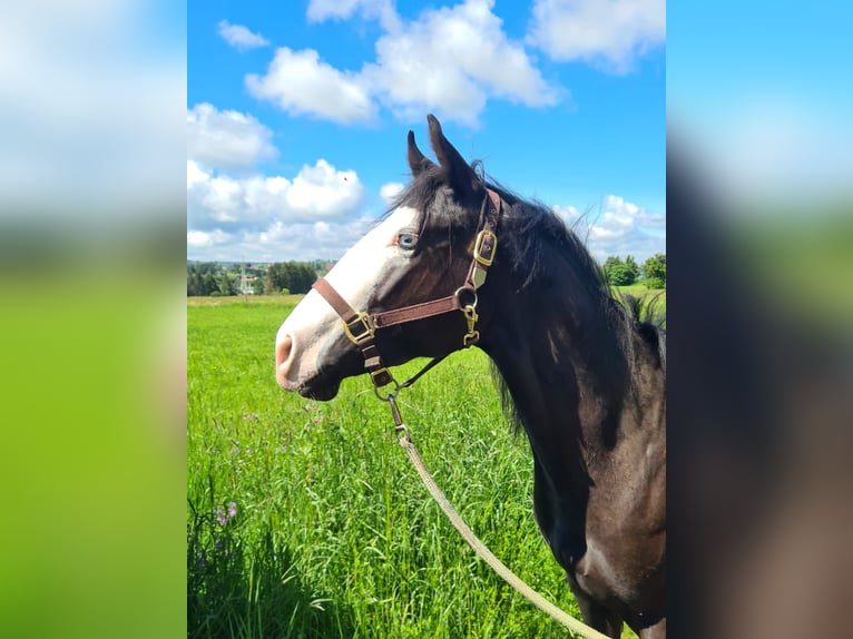 American Quarter Horse Gelding 3 years 14,2 hh Black in Ulrichstein