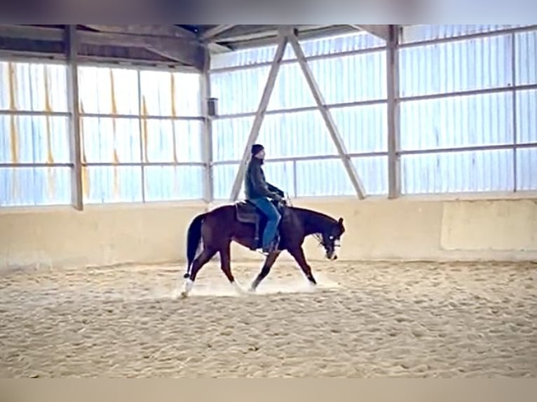 American Quarter Horse Gelding 3 years 14,2 hh Brown in Steyerberg Deblinghausen