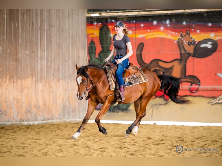 American Quarter Horse Gelding 3 years 14,2 hh Brown in Fu&#xDF;ach