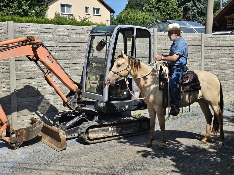 American Quarter Horse Gelding 3 years 14,2 hh Champagne in M&#xFC;glitztal
