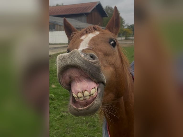 American Quarter Horse Gelding 3 years 14,2 hh Chestnut in Wasserburg am Inn