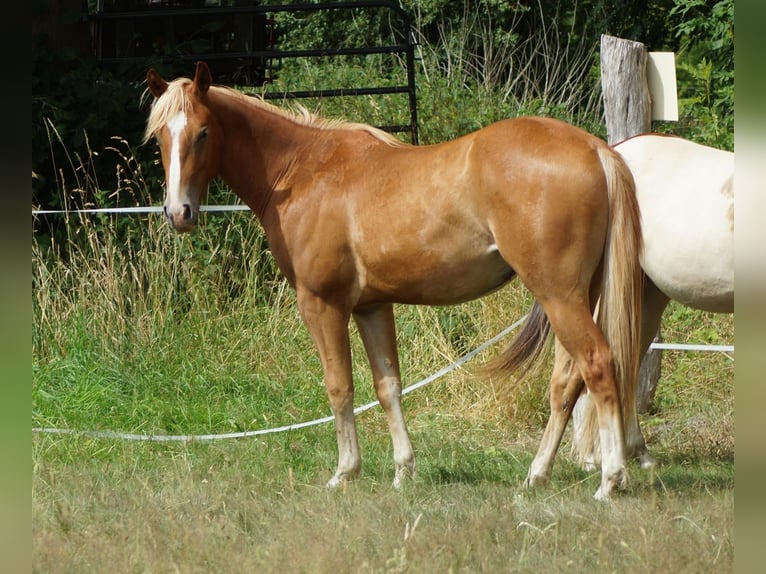 American Quarter Horse Gelding 3 years 14,2 hh Chestnut-Red in Linsburg