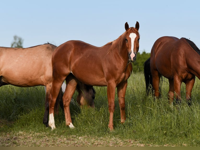 American Quarter Horse Gelding 3 years 14,2 hh Chestnut-Red in Ehingen