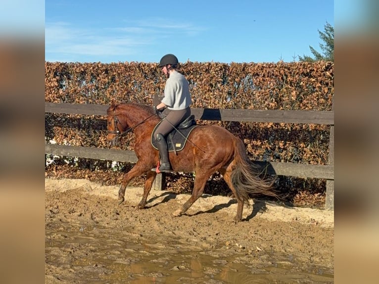 American Quarter Horse Gelding 3 years 14,2 hh Chestnut-Red in Daleiden