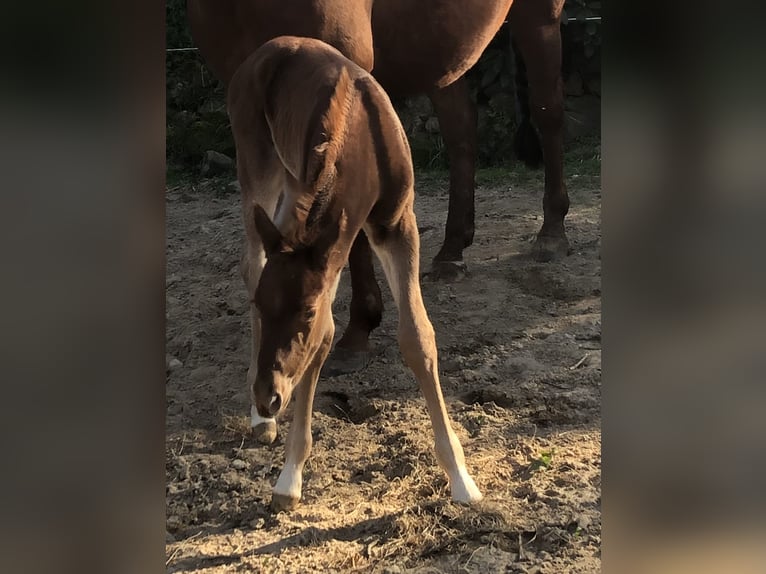 American Quarter Horse Gelding 3 years 14,2 hh Chestnut in HaaleTodenbüttel American Quarter Horse Gelding 3 years 14,2 hh Chestnut in HaaleTodenbüttel