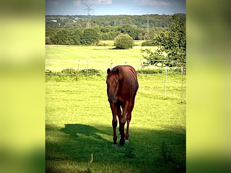 American Quarter Horse Gelding 3 years 14,2 hh Chestnut in HaaleTodenbüttel American Quarter Horse Gelding 3 years 14,2 hh Chestnut in HaaleTodenbüttel