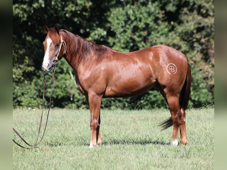 American Quarter Horse Gelding 3 years 14,2 hh Chestnut in Hugo, OK