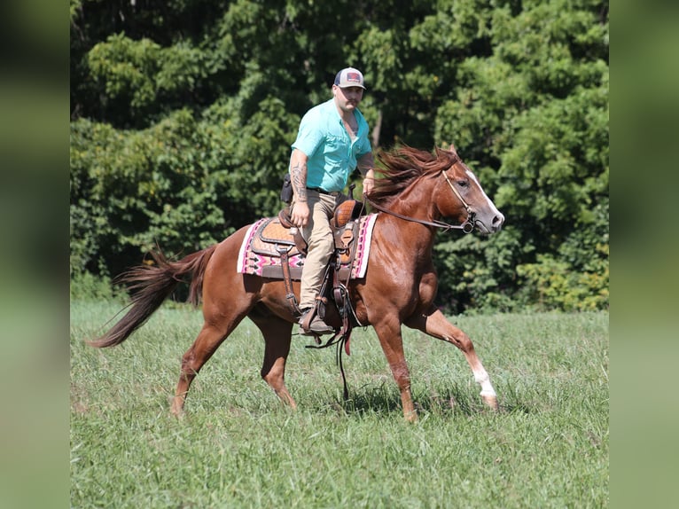 American Quarter Horse Gelding 3 years 14,2 hh Chestnut in Hugo, OK