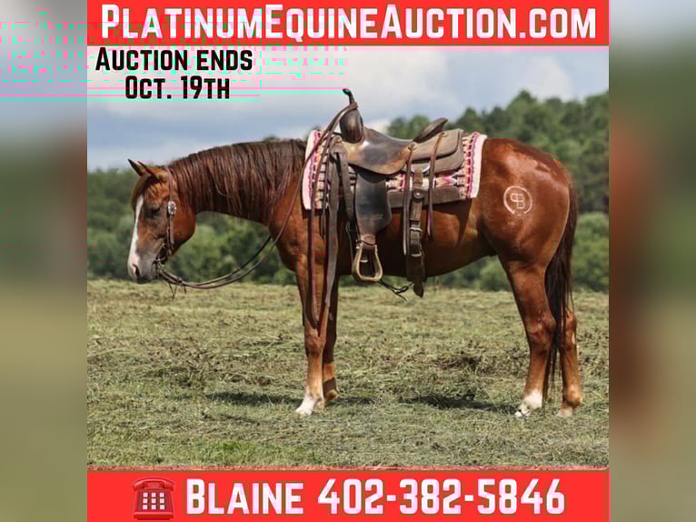 American Quarter Horse Gelding 3 years 14,2 hh Chestnut in Hugo, OK