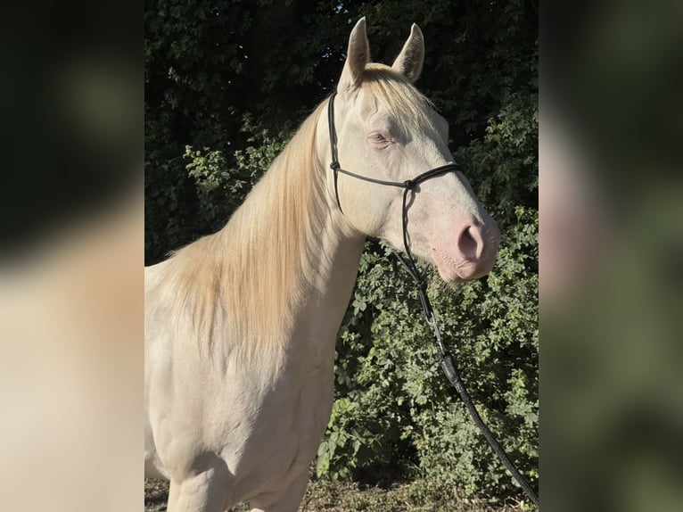 American Quarter Horse Gelding 3 years 14,2 hh Cremello in Mannheim