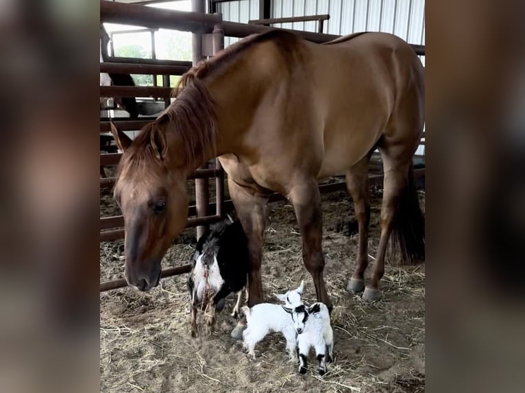 American Quarter Horse Gelding 3 years 14,2 hh Dun in Cisco, TX