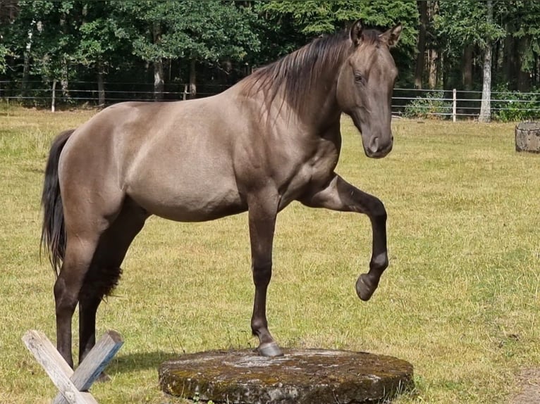 American Quarter Horse Gelding 3 years 14,2 hh Grullo in Scharnhorst