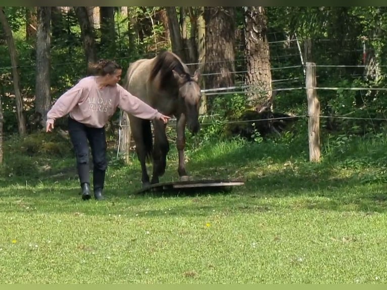 American Quarter Horse Gelding 3 years 14,2 hh Grullo in Scharnhorst