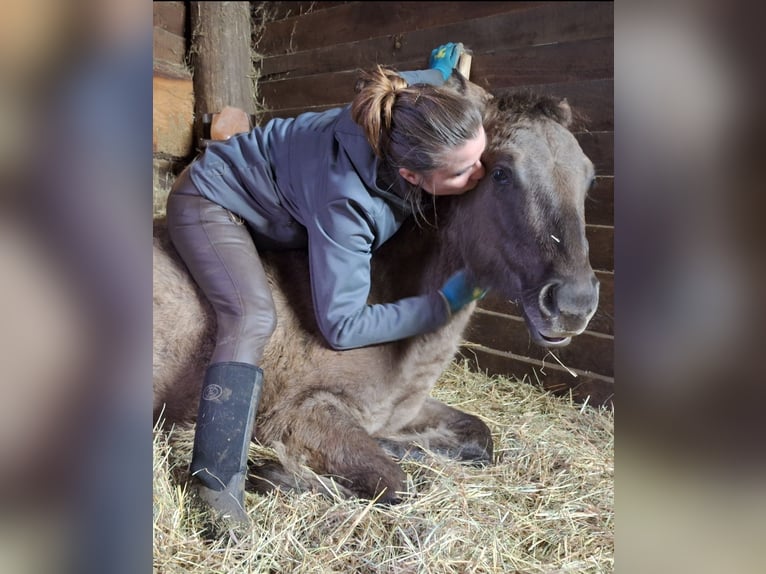 American Quarter Horse Gelding 3 years 14,2 hh Grullo in Scharnhorst