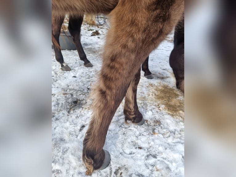 American Quarter Horse Gelding 3 years 14,2 hh Grullo in Scharnhorst