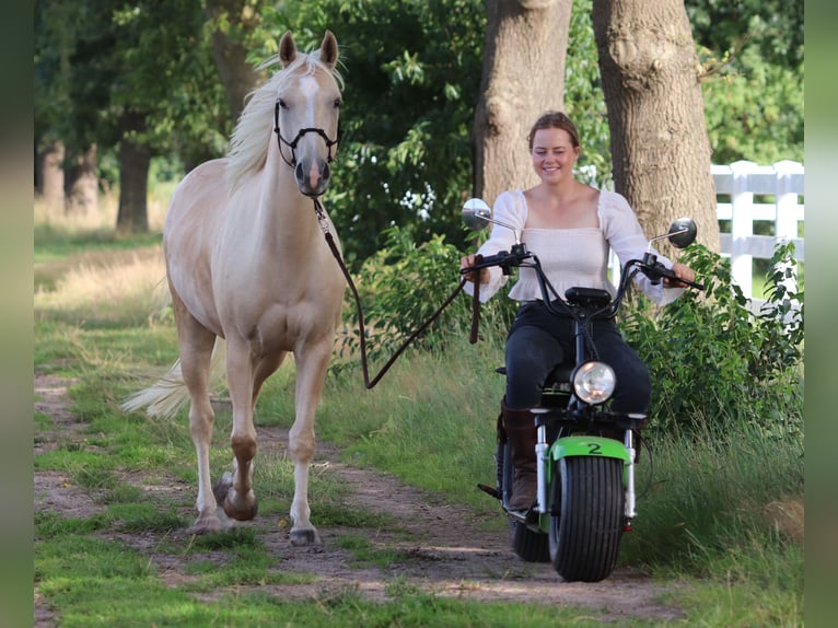American Quarter Horse Mix Gelding 3 years 14,2 hh Palomino in Oberlangen