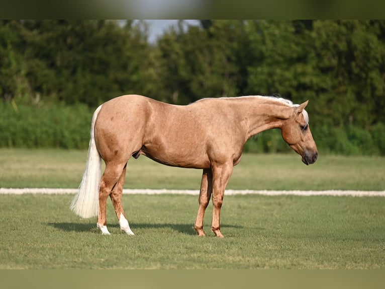 American Quarter Horse Gelding 3 years 14,2 hh in Waco, TX
