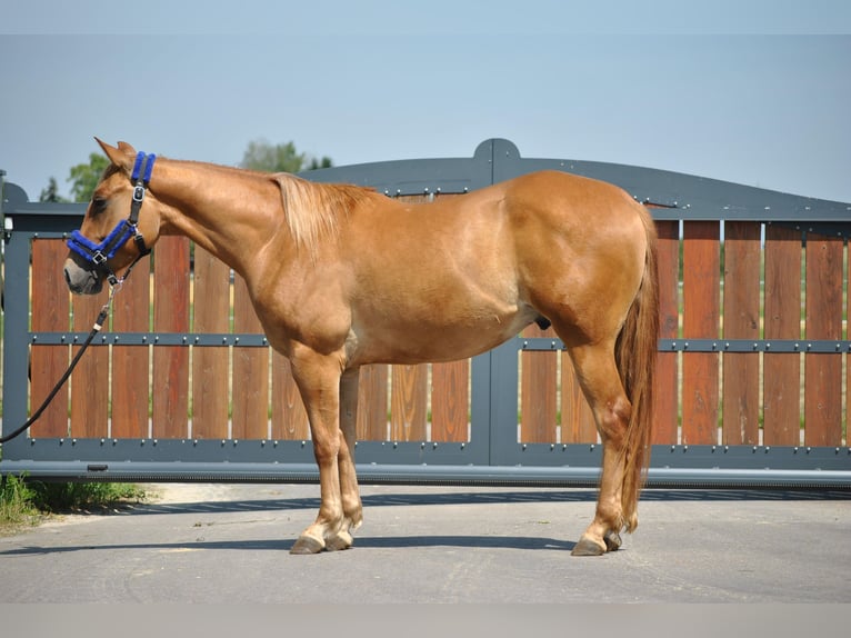 American Quarter Horse Gelding 3 years 14,2 hh Red Dun in Rottenburg am Neckar