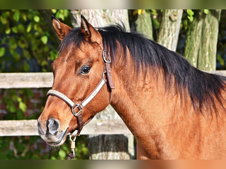 American Quarter Horse Gelding 3 years 14,2 hh in Dinslaken