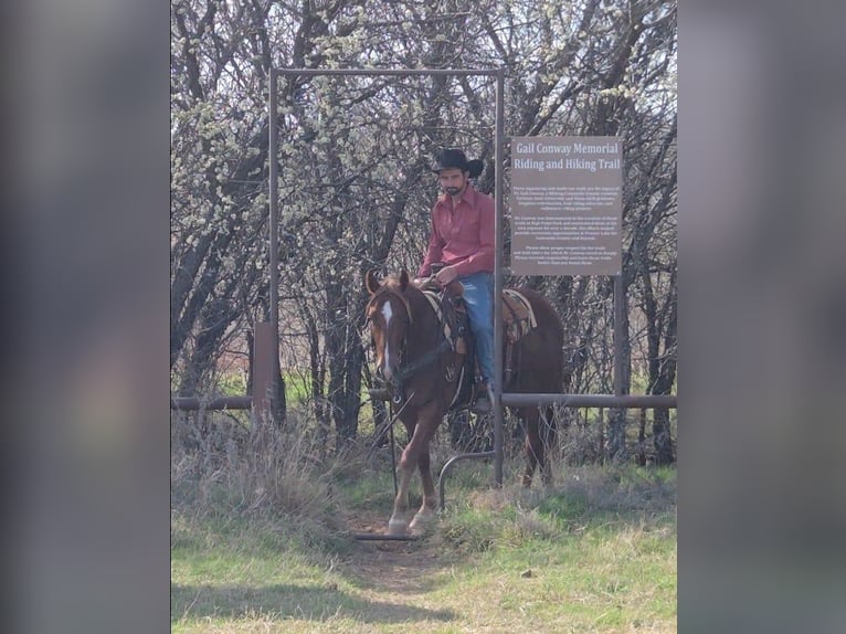 American Quarter Horse Gelding 3 years 14,2 hh Sorrel in Stephenville