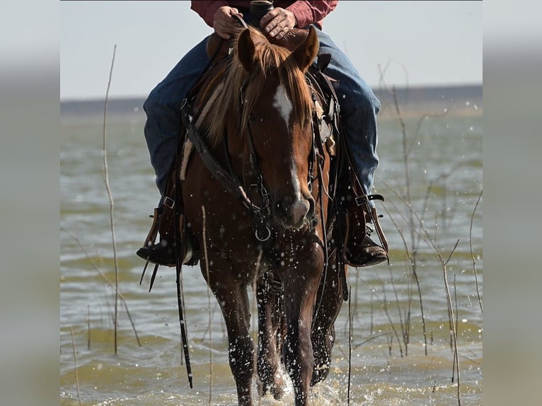 American Quarter Horse Gelding 3 years 14,2 hh Sorrel in Stephenville