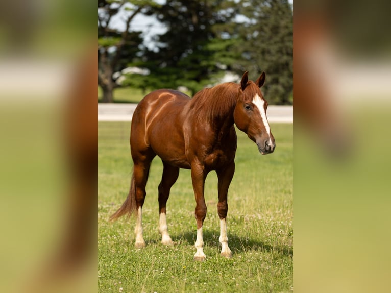 American Quarter Horse Gelding 3 years 14,2 hh Sorrel in Decorah, IA