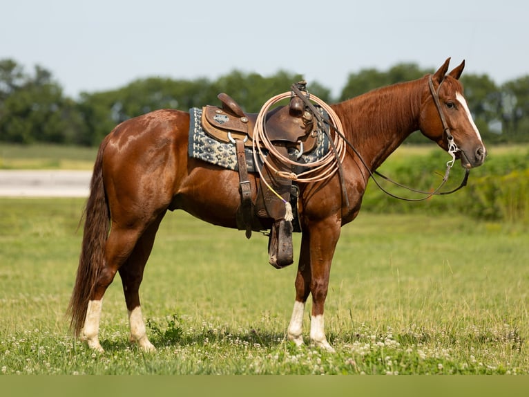 American Quarter Horse Gelding 3 years 14,2 hh Sorrel in Decorah, IA