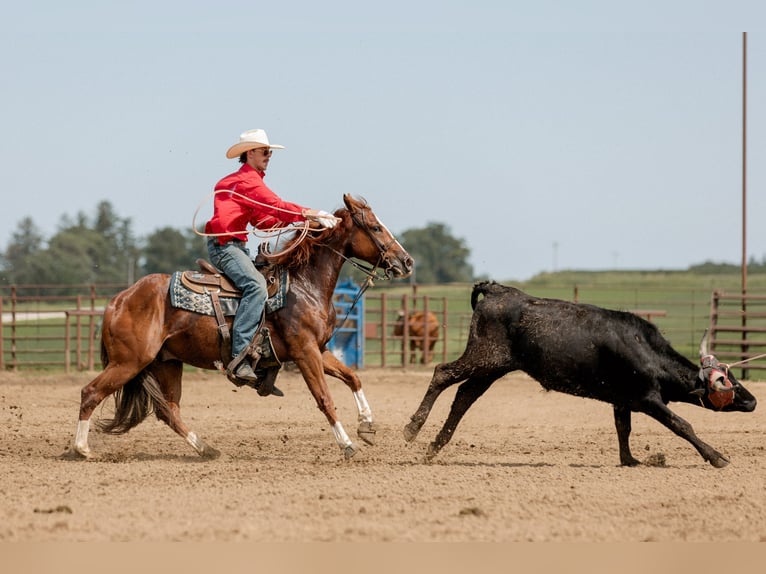 American Quarter Horse Gelding 3 years 14,2 hh Sorrel in Decorah, IA