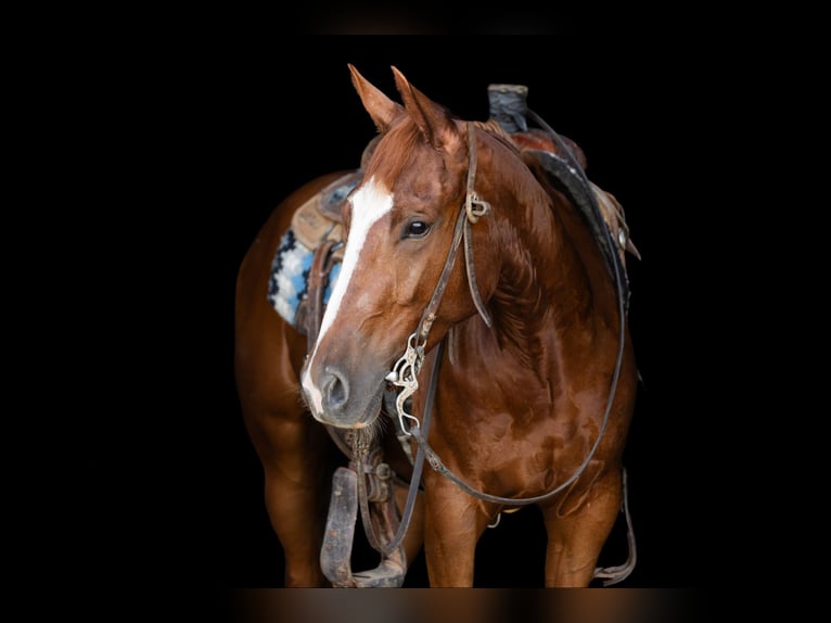 American Quarter Horse Gelding 3 years 14,2 hh Sorrel in Decorah, IA