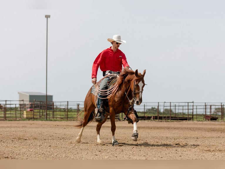 American Quarter Horse Gelding 3 years 14,2 hh Sorrel in Decorah, IA