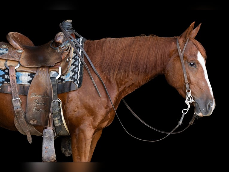 American Quarter Horse Gelding 3 years 14,2 hh Sorrel in Decorah, IA