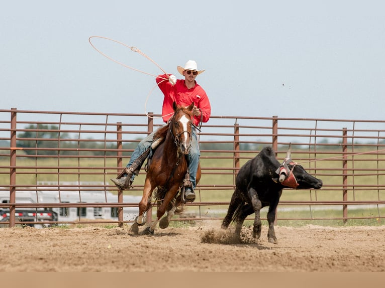 American Quarter Horse Gelding 3 years 14,2 hh Sorrel in Decorah, IA