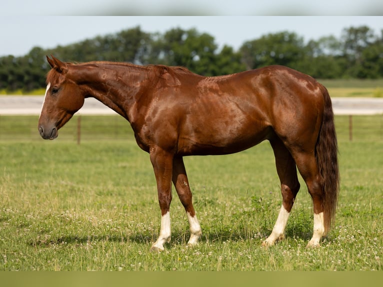 American Quarter Horse Gelding 3 years 14,2 hh Sorrel in Decorah, IA