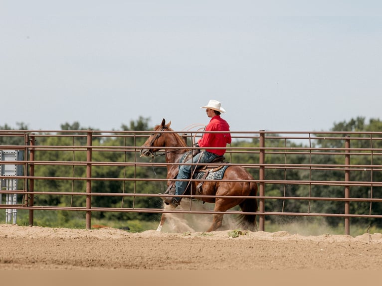 American Quarter Horse Gelding 3 years 14,2 hh Sorrel in Decorah, IA