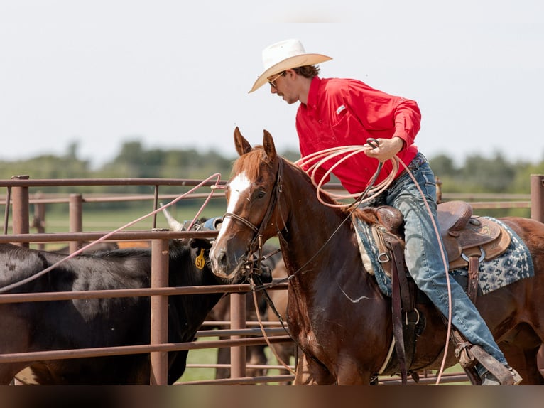 American Quarter Horse Gelding 3 years 14,2 hh Sorrel in Decorah, IA