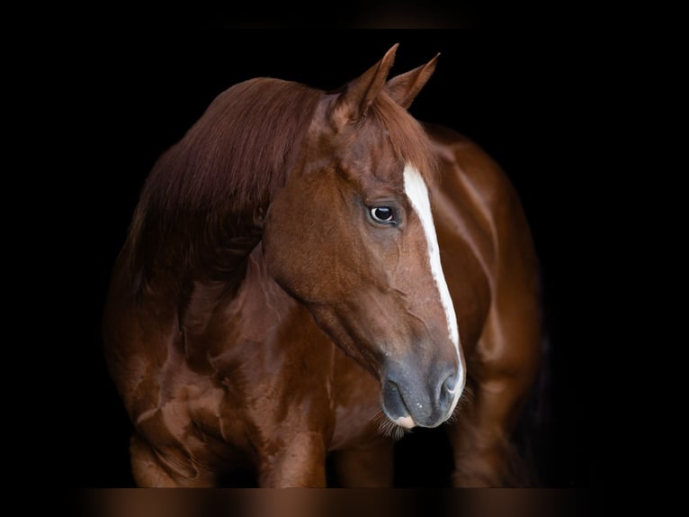 American Quarter Horse Gelding 3 years 14,2 hh Sorrel in Decorah, IA