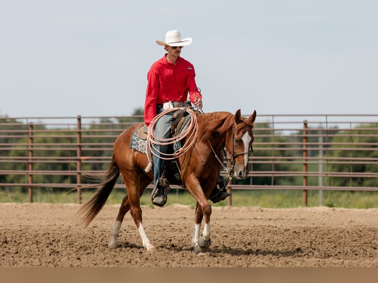 American Quarter Horse Gelding 3 years 14,2 hh Sorrel in Decorah, IA