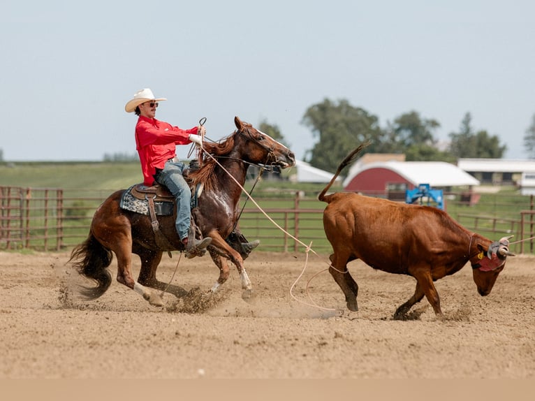 American Quarter Horse Gelding 3 years 14,2 hh Sorrel in Decorah, IA