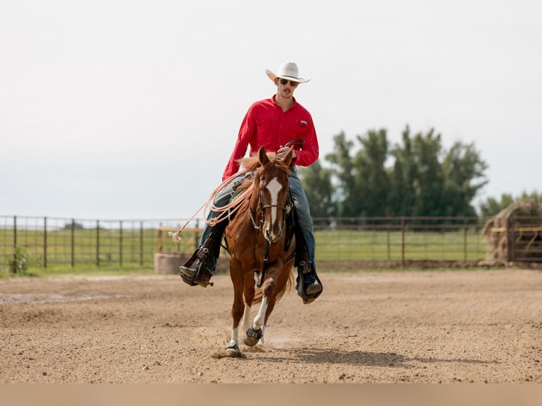 American Quarter Horse Gelding 3 years 14,2 hh Sorrel in Decorah, IA