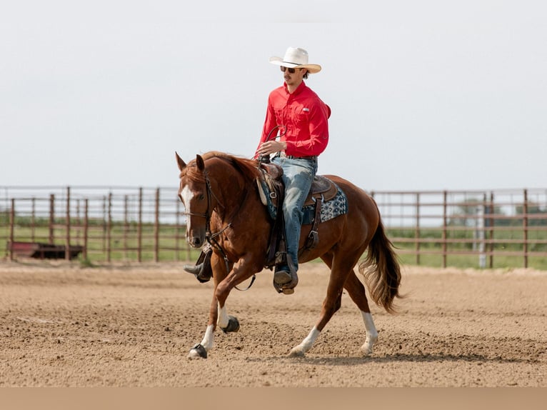American Quarter Horse Gelding 3 years 14,2 hh Sorrel in Decorah, IA